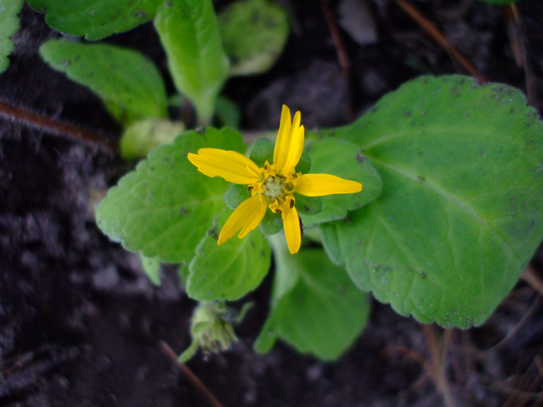 Chrysogonum virginianum